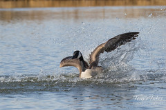 Canada Goose defends its territory