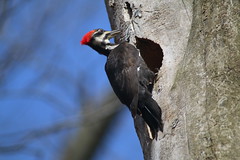 315/365/3237 (April 22, 2017) - Pileated woodpecker at Kensington Metropark (Milford, Michigan - April 22, 2017)