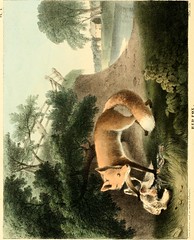 Anglų lietuvių žodynas. Žodis fox-burrow reiškia lapės burna lietuviškai.