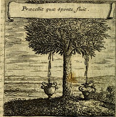 Anglų lietuvių žodynas. Žodis myrrh tree reiškia miros medžio lietuviškai.