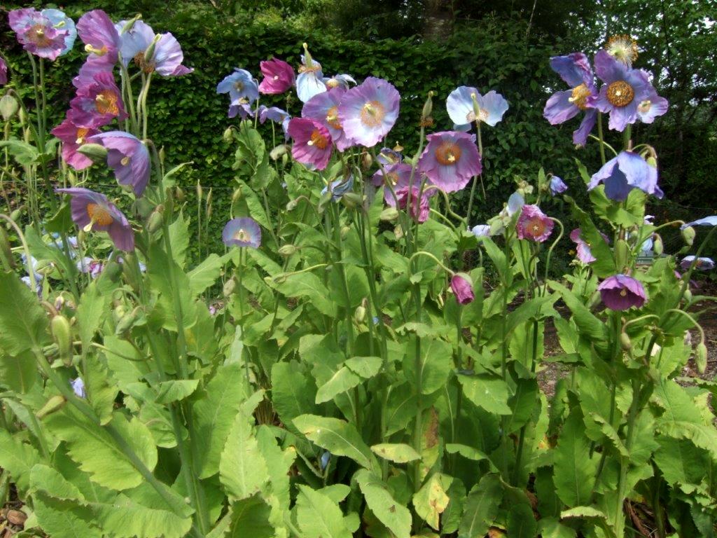 Meconopsis 'Barney's Blue'