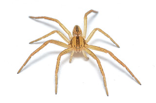 Slender Crab Spider - ♀
