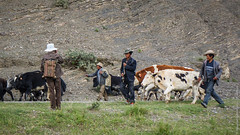 Тибетские яки