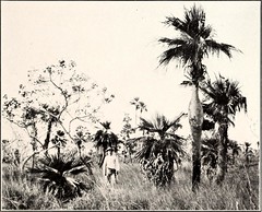 Anglų lietuvių žodynas. Žodis corozo palm reiškia corozo palmių lietuviškai.