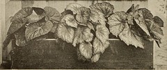 Anglų lietuvių žodynas. Žodis painted-leaf begonia reiškia dažytos-lapų begonia lietuviškai.