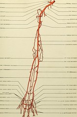 Anglų lietuvių žodynas. Žodis arteria choroidea reiškia arterija choroidea lietuviškai.