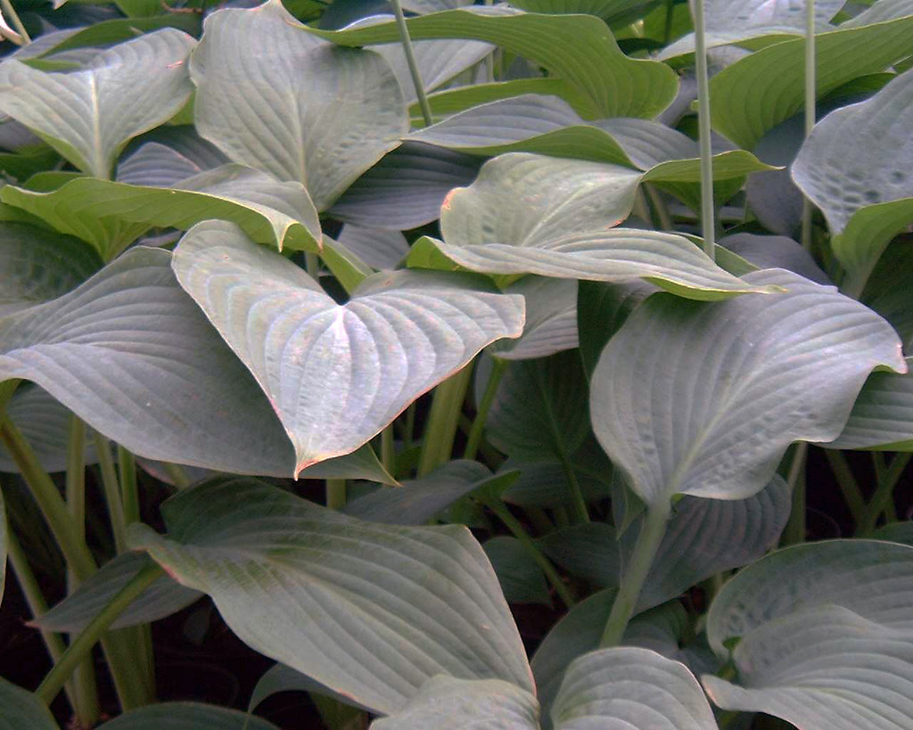 Hosta 'Snowden'