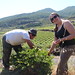 Harvesting capers with Giusseppe Farina • <a style="font-size:0.8em;" href="http://www.flickr.com/photos/62152544@N00/14226369510/" target="_blank">View on Flickr</a>