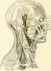 Anglų lietuvių žodynas. Žodis eighth cranial nerve reiškia aštuntą galvos nervo lietuviškai.