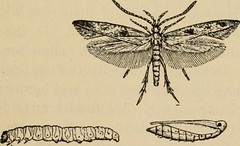 Anglų lietuvių žodynas. Žodis domestic silkworm moth reiškia vidaus šilkaverpių drugių lietuviškai.