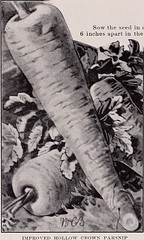 Anglų lietuvių žodynas. Žodis cultivated parsnip reiškia auginami parsnip lietuviškai.