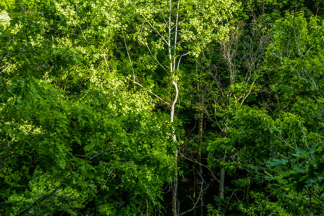 Green's Bluff Nature Preserve - May 30, 2014