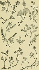 Anglų lietuvių žodynas. Žodis trifolium dubium reiškia Trifolium dubiumas lietuviškai.