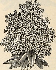 Anglų lietuvių žodynas. Žodis hydrangea paniculata reiškia hydrangea gubojų lietuviškai.