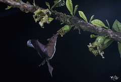 Pallas' Long-Tongued Bat (Glossophaga soricina)