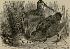 Anglų lietuvių žodynas. Žodis migratory quail reiškia migracijos putpeles lietuviškai.