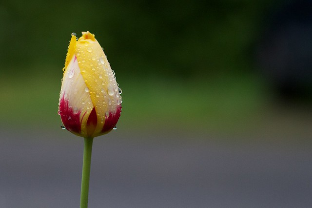 A Wet Tulip