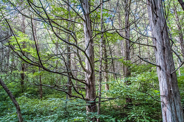 The Cedars Preserve - July 3, 2014