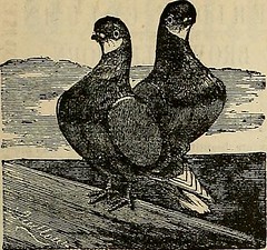 Anglų lietuvių žodynas. Žodis cock's eggs reiškia gaidys kiaušinių lietuviškai.
