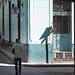 Havana • <a style="font-size:0.8em;" href="https://www.flickr.com/photos/40181681@N02/14761152146/" target="_blank">View on Flickr</a>