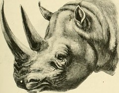 Anglų lietuvių žodynas. Žodis rhinoceros family reiškia raganosio šeimos lietuviškai.