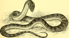 Anglų lietuvių žodynas. Žodis carpet snake reiškia kilimų gyvatė lietuviškai.