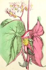 Anglų lietuvių žodynas. Žodis crenate leaf reiškia crenate lapų lietuviškai.