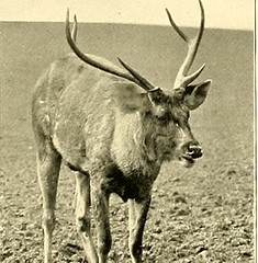Anglų lietuvių žodynas. Žodis barking deer reiškia loti elnias lietuviškai.