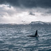 The Orca - Olafsvik, Iceland - Travel photography