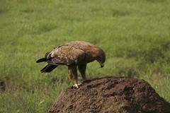 HUNGRY EAGLE