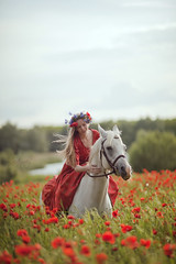 wonders of poppies field