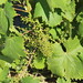 Zibibbo grape • <a style="font-size:0.8em;" href="http://www.flickr.com/photos/62152544@N00/14227779400/" target="_blank">View on Flickr</a>