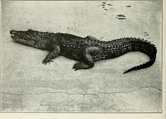 Anglų lietuvių žodynas. Žodis asian crocodile reiškia azijos krokodilas lietuviškai.