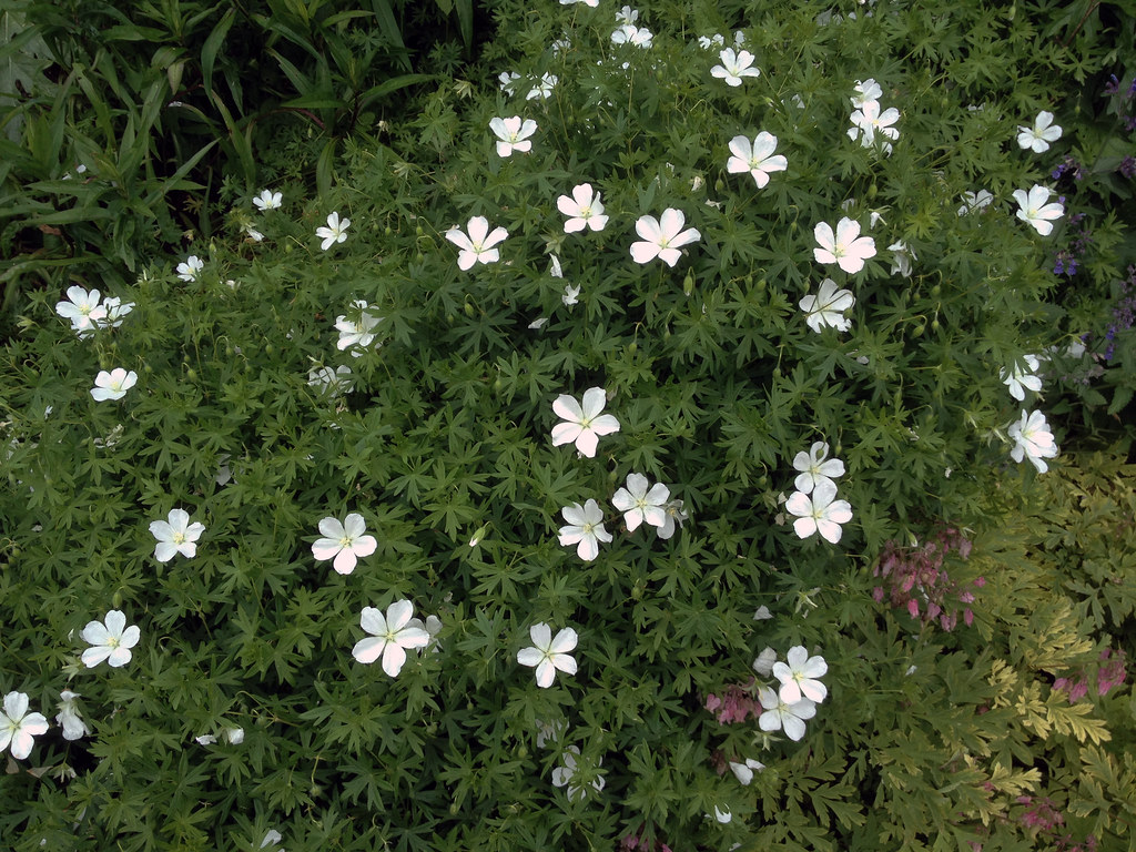 Geranium sanguineum 'Album'