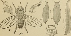 Anglų lietuvių žodynas. Žodis vinegar fly reiškia actas skristi lietuviškai.