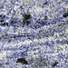 Azul Bahia Granite (sodalite metasyenite, Itabuna Syenite Complex, Neoproterozoic, ~676 Ma; Fazenda Hiassu, Bahia State, Brazil) 4