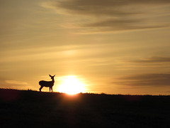 99/365: Deer at Dawn