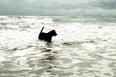 the dog and the sea