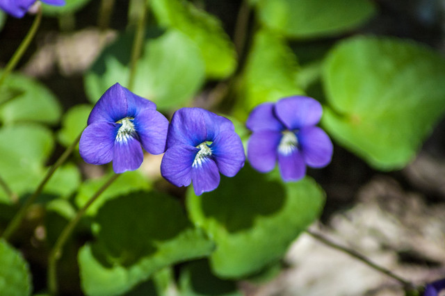 Oxbow - Mercer Pond - Common Blue Violet - April 26, 2014