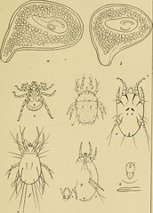 Anglų lietuvių žodynas. Žodis ixodes scapularis reiškia <li>Ixodes scapularis</li> lietuviškai.