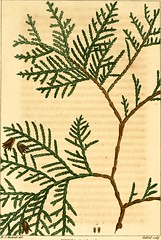 Anglų lietuvių žodynas. Žodis jersey fern reiškia džersis paparčio lietuviškai.
