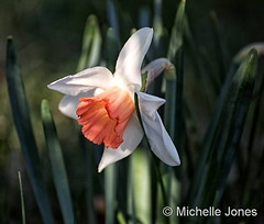 April 11, 2017 - A daffodil in bloom in Thornton. (Michelle Jones)