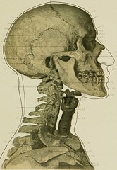 Anglų lietuvių žodynas. Žodis thyroid cartilage reiškia skydliaukės kremzlės lietuviškai.