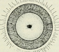 Anglų lietuvių žodynas. Žodis lens nucleus reiškia lęšio branduolio lietuviškai.