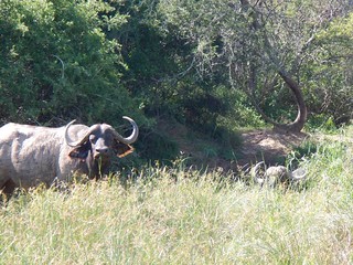 South Africa Hunting Safari - Eastern Cape 35