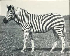 Anglų lietuvių žodynas. Žodis zebra markings reiškia zebra ženklai lietuviškai.