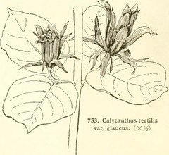 Anglų lietuvių žodynas. Žodis genus calycanthus reiškia genties calycanthus lietuviškai.