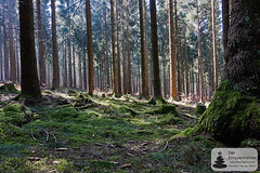 Bäume, Moos und Sonne: Nationalpark-Traumschleife Trauntal-Höhenweg