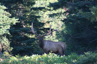 Quebec Elk & Red Stag Hunt 28