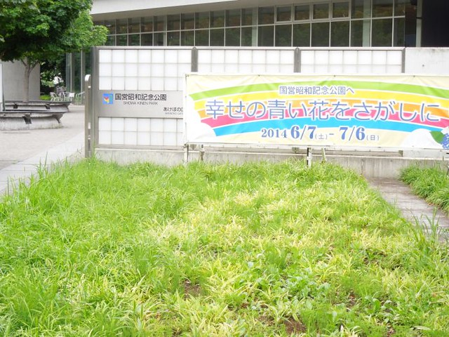 立川のシンボルともいえる「昭和記念公園」...